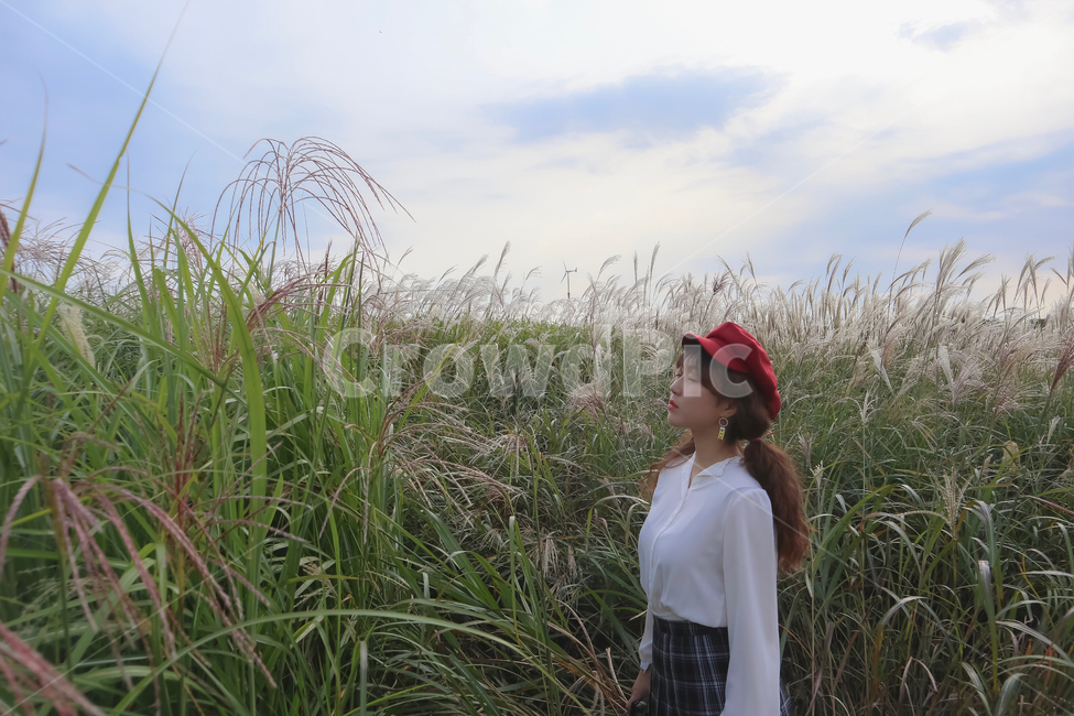 하늘공원,갈대,억새,가을,풍경,하늘,가을하늘,가을,계절,fall,autumn,season,사람,인물,인간,human,person,여성,여자,woman,female,lady,plant,식물,grass,잔디