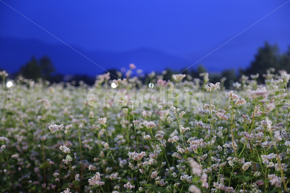 제주도,메밀꽃,꽃,메밀,식물,식물,자연,plants,nature,꽃,flower
