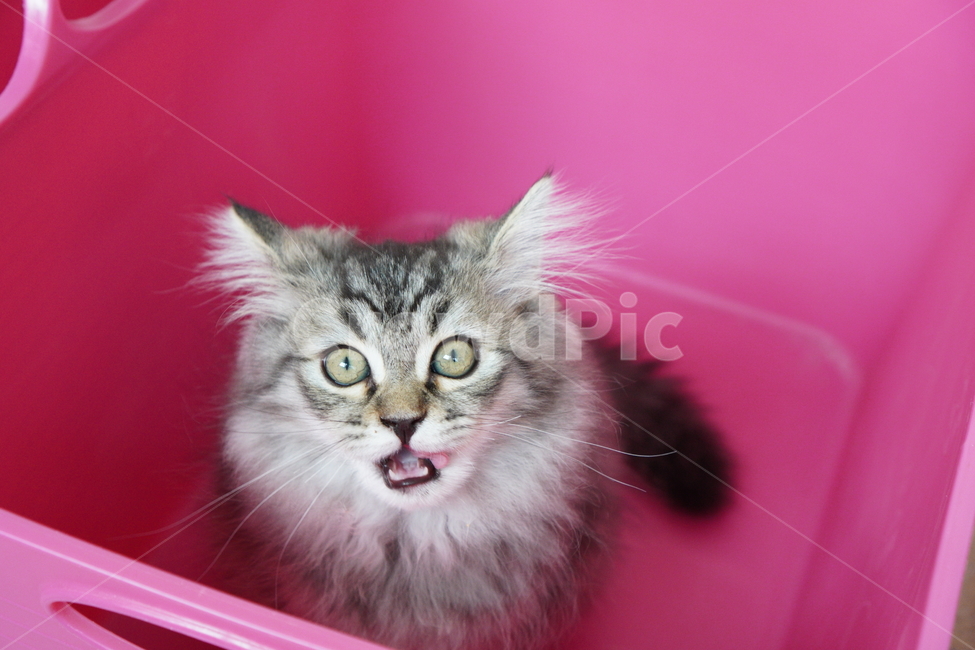 고양이,아기고양이,어린고양이,페르시안,페르시안고양이,반려묘,냥이,빨래바구니