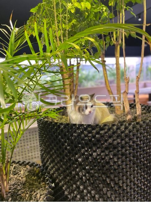 herbs,허브,leaf,고양이,렉돌