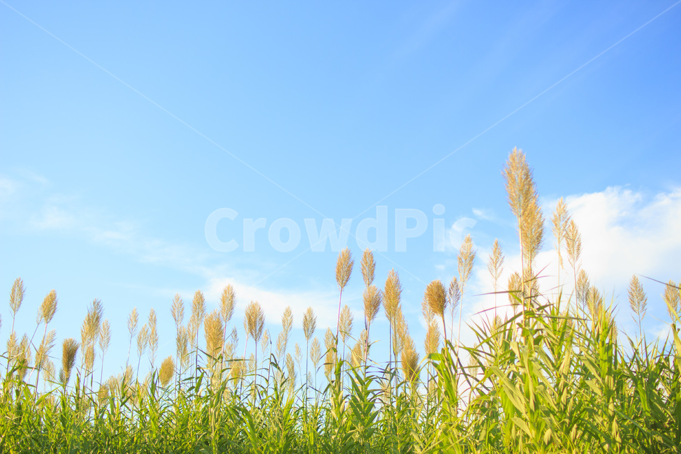 가을,하늘,억새,자연,풍경,가을,계절,fall,autumn,season,식물,자연,plants,nature,grass,잔디,plant