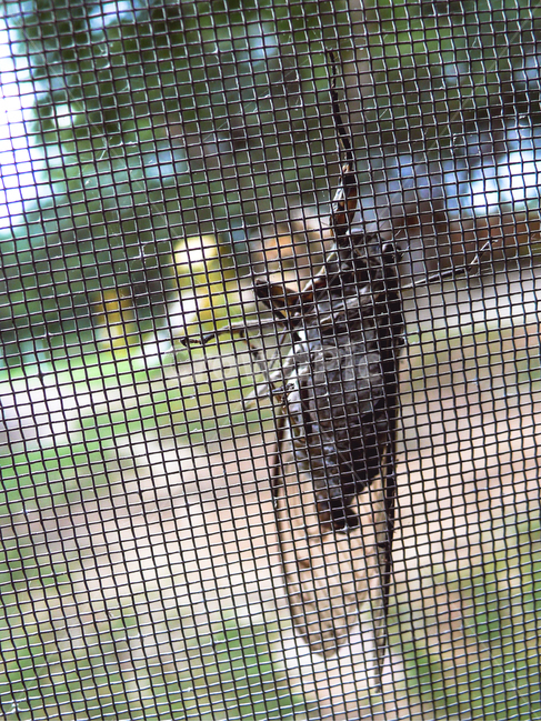 cicada,nature,screen,forest,insect,매미,자연,방충망,숲속,곤충,곤충,벌레,insect,bug