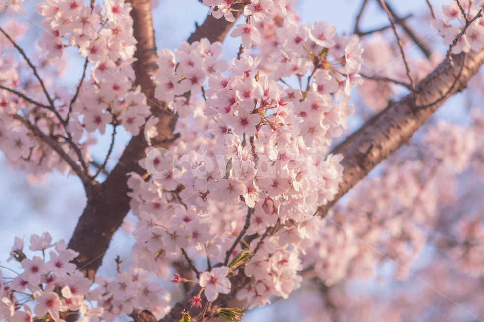 봄,벚꽃,cherryblossom,꽃,flower,식물,plant,spring,blossom,봄,계절,spring,season