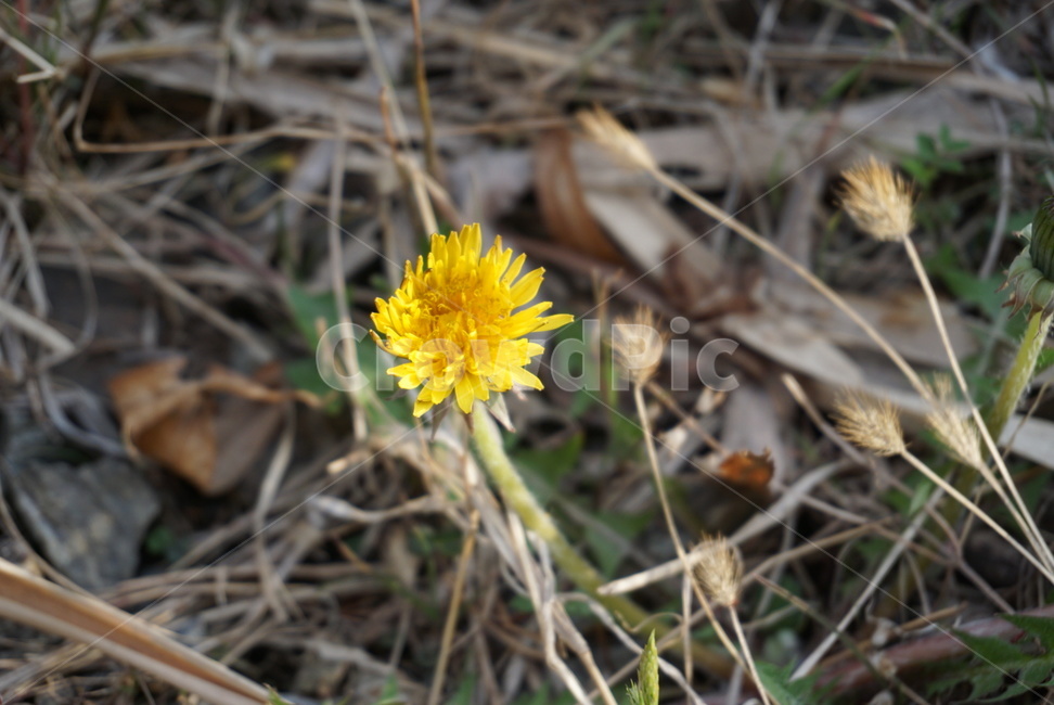 꽃,민들레,노란색,식물,봄,식물,자연,plants,nature,꽃,flower
