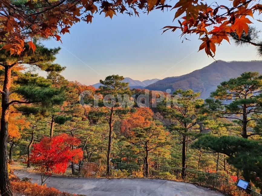 leaf,잎,plant,식물,tree,나무,maple,단풍