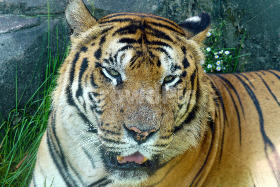호랑이,벵갈호랑이,타이거,tiger,동물,포유류,animal,고양이과,자연,nature,육식동물,무섭다,무서운,맹수,얼굴,짐승,beast,savage,mammal,동물,animal,포유류,mammal
