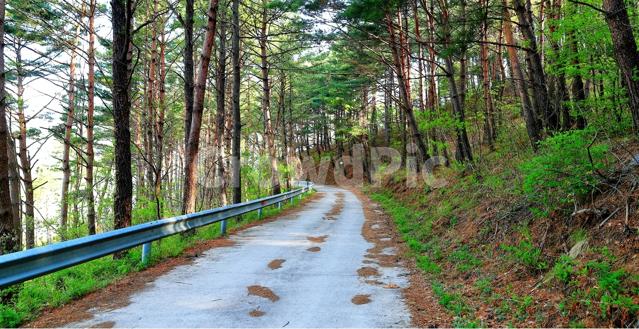 길,꽃벼루재,아리바우길,평창올림픽,정선,자연,풍경,nature,landscape,식물,plants,나무,trees,wood,road,도로