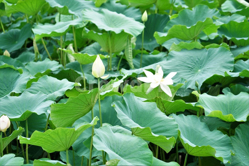 연꽃,백련,련꽃,lotus,수련과,수중식물,담수초,식물,땅속줄기