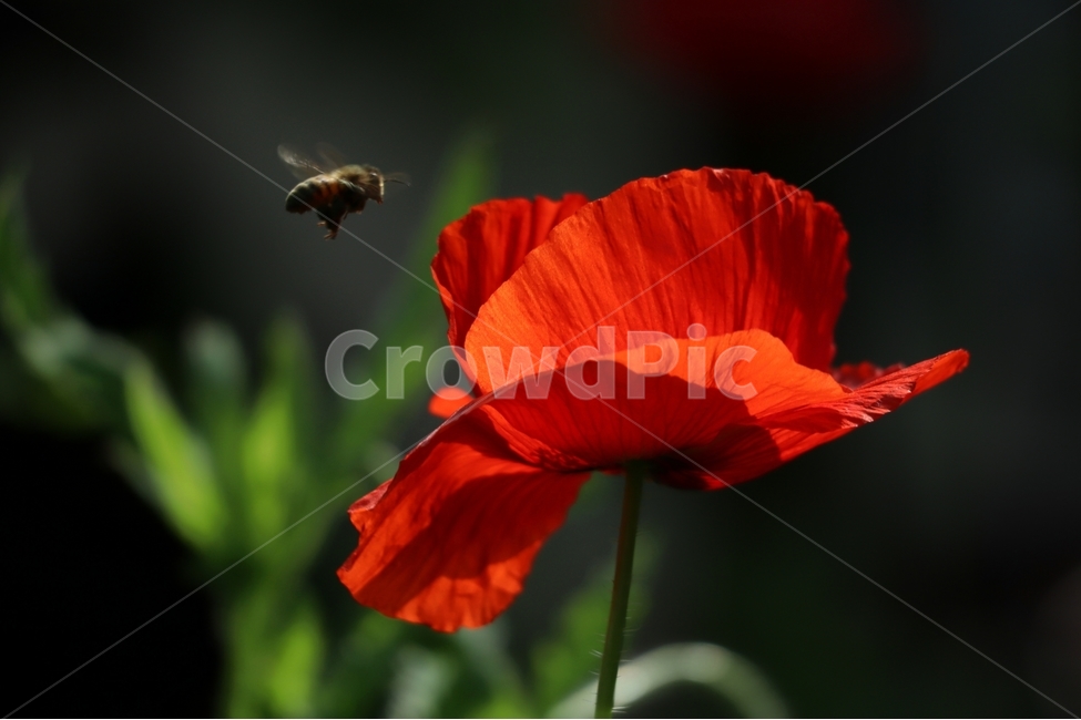 양귀비,벌,붉은색,꽃잎,여름,식물,자연,plants,nature,꽃,flower,동물,animal,곤충,벌레,insect,bug
