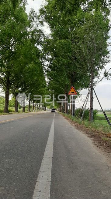 road,도로,아스팔트,asphalt,메타세콰이어길,나무길,나무