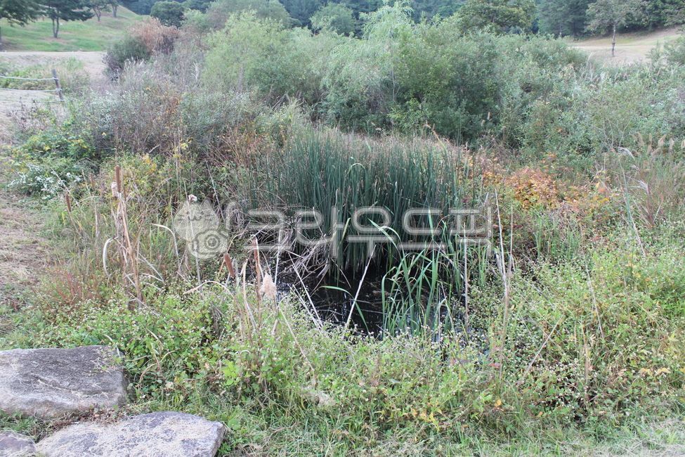 natural scenery,nature,wetland,grass,wetland plants,natural wetland