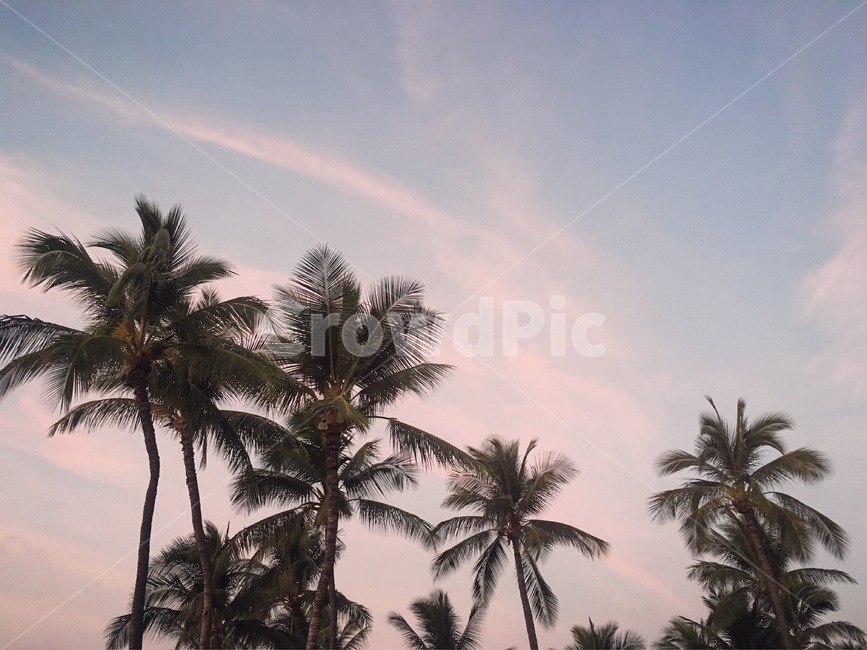 야자수,하늘,노을,hawaii,vacation,sky,sunset,clouds,summer,summervacation,나무,여름,palmtree,식물,plant,arecaceae,하와이,마우이,자연,풍경,nature,landscape,tree,palm tree