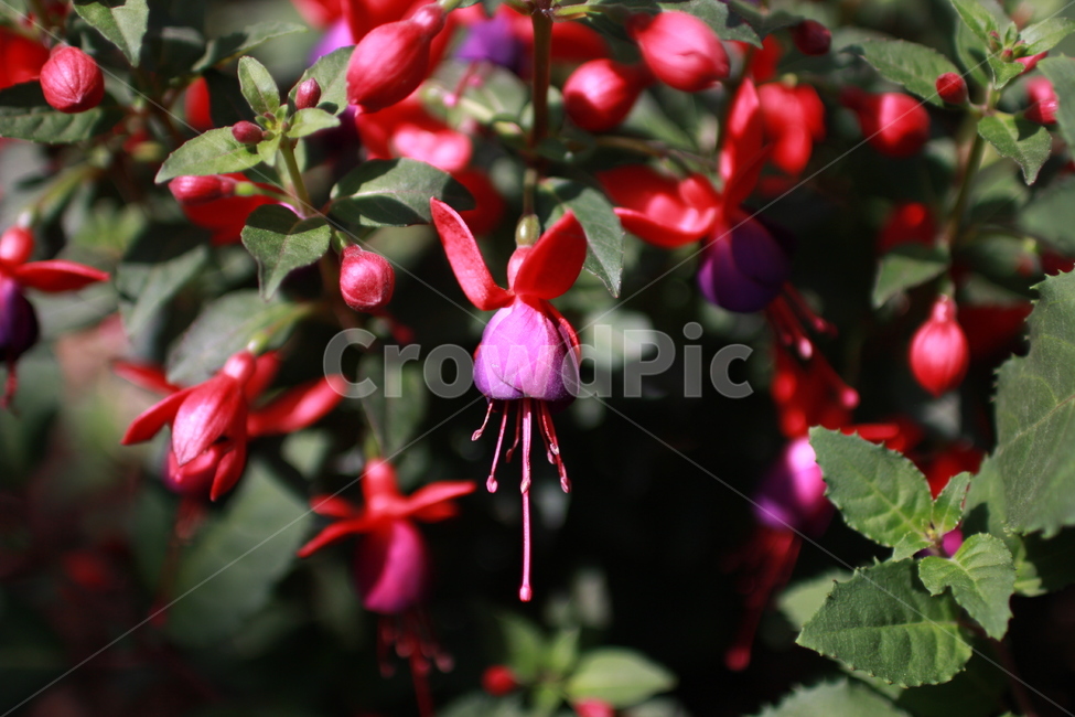 꽃,봄,꽃잎,flower,빨간꽃,푸크시아,꽃망울,식물,자연,화단,수목원,garden
