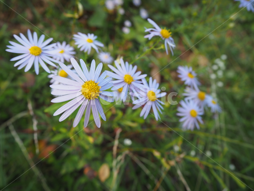 plant,식물,flower,꽃,blossom,daisy,데이지,blue,skyblue,wildflower,들꽃,식물,자연,plants,nature,꽃,flower