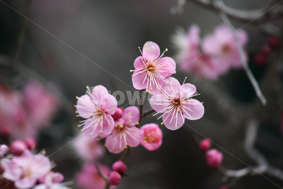 매화,홍매화,식물,japaneseapricot,prunusmume,봄꽃,봄,식물,자연,plants,nature,꽃,flower