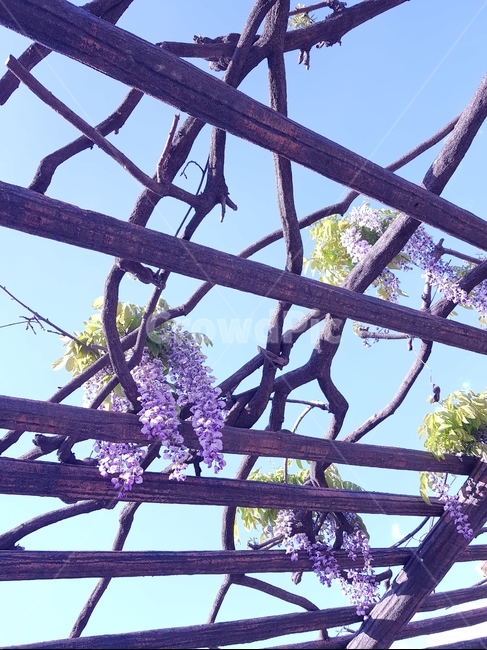 등나무,등나무꽃,라일락,꽃,정자,하늘,식물,자연,plants,nature,꽃,flower