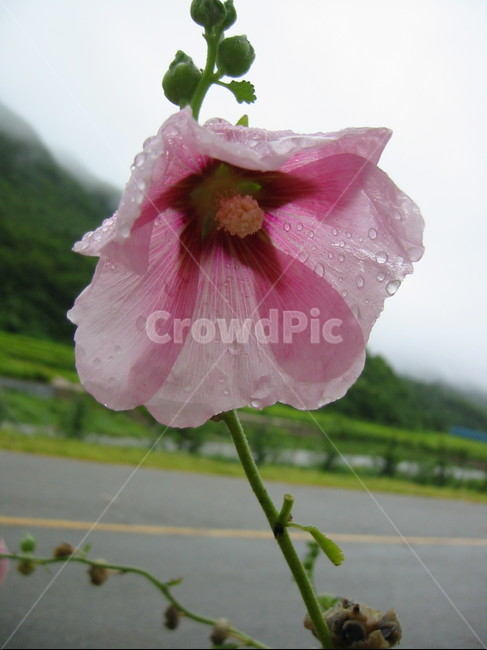 plant,식물,blossom,꽃,무궁화,flower,식물,자연,plants,nature,꽃,flower