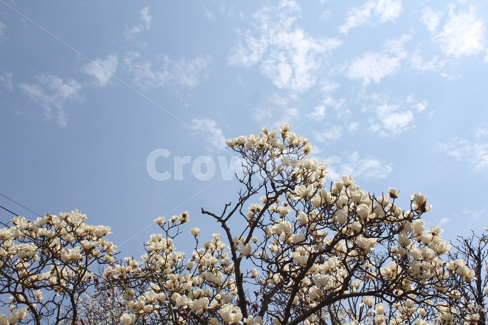 풍경,자연,봄,경치,꽃나무,봄꽃,목련,봄,계절,spring,season,자연,풍경,nature,landscape