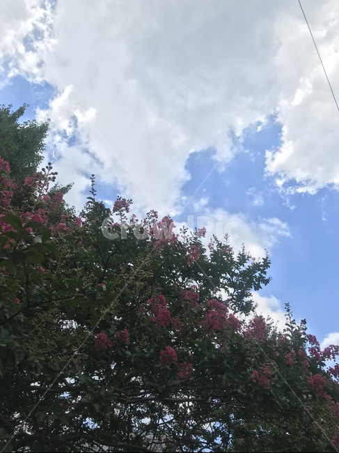 식물,plant,sky,맑음,밝음
