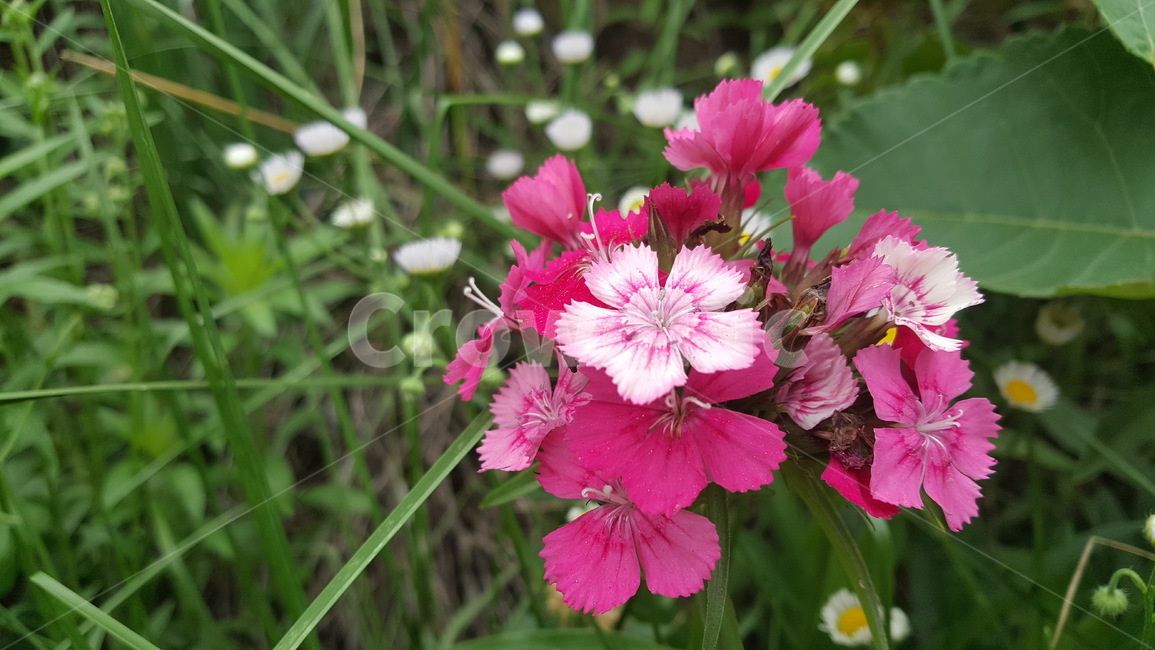 분홍색꽃,flower,꽃,야생화,분홍
