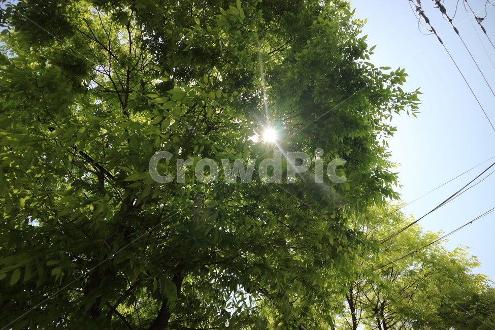 나무,숲,잔디,공원,풍경,울창,여름,햇빛,청량,tree,forest,sunny,park,summer,landscape