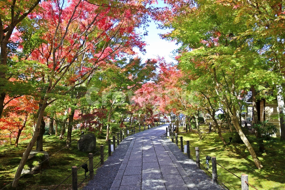 단풍,maple,mapletree,단풍나무,가을단풍,가을,계절,fall,autumn,season,자연,풍경,nature,landscape,해외,외국,세계,foreign,oversea,world,세계자연풍경,해외자연풍경,외국자연풍경,world nature landscape,garden,정원,outdoors,옥외,arbour,정자