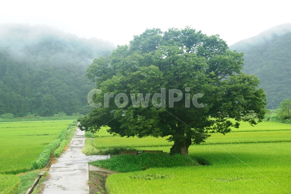 나무,신록,농촌,느티나무,힐링,자연,풍경,nature,landscape,식물,plants,나무,trees,wood