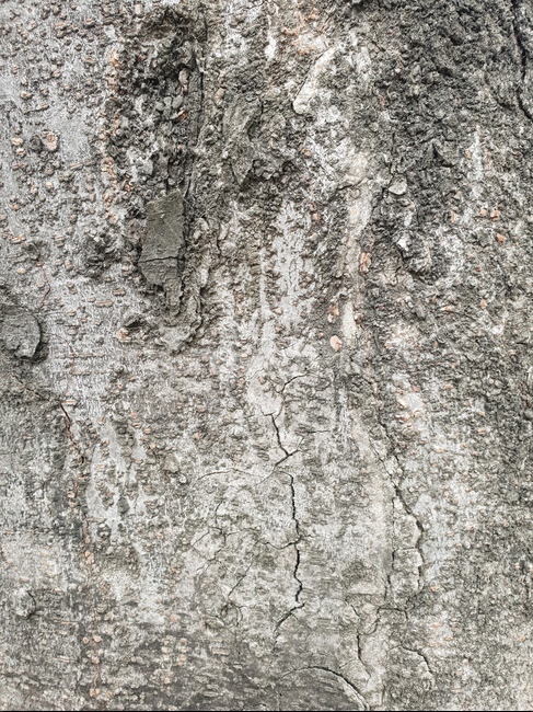 나무,나무텍스쳐,나무껍질,나무질감,질감,텍스쳐,패턴,wood,tree,texture,나무배경,pattern,무늬,자연,식물,나무,trees,wood