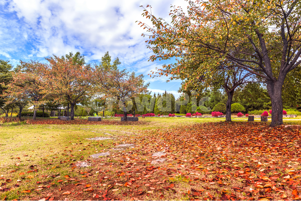 가을,공원,낙엽,산책,댑싸리,잔디,구름,파란하늘,tree,나무,plant,식물,leaf,잎,bluesky,가을,계절,fall,autumn,season,자연,풍경,nature,landscape