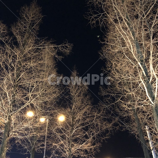 겨울,나무,밤,winter,nature,자연,snow