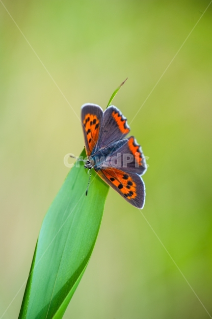 작은주홍부전나비,부전나비과,한국의나비,곤충,댓잎,동물,animal,곤충,벌레,insect,bug