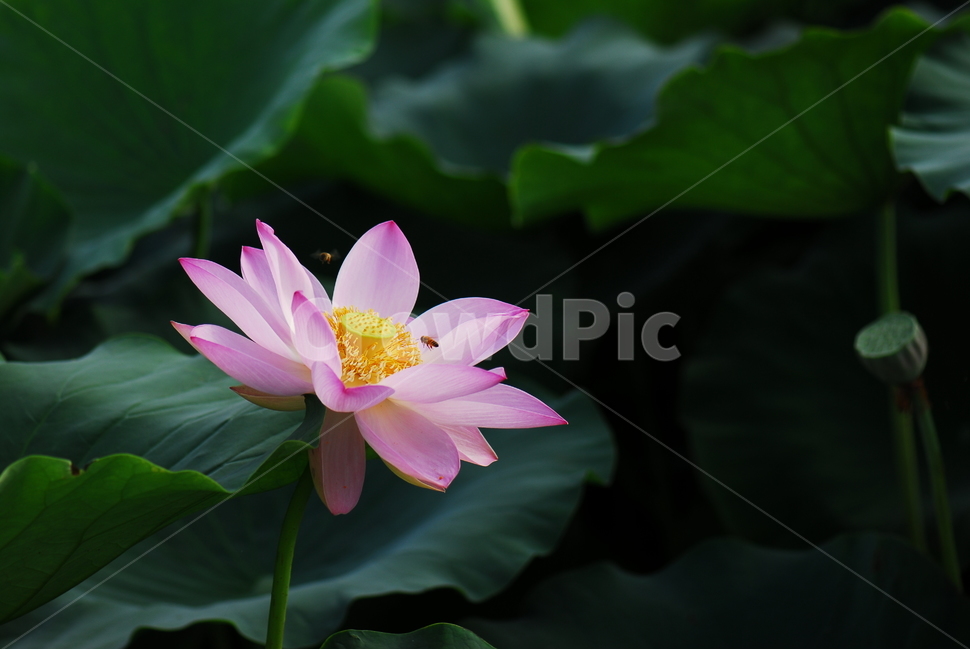 꽃,연꽃,관곡지,불교,여름,식물,자연,plants,nature,꽃,flower