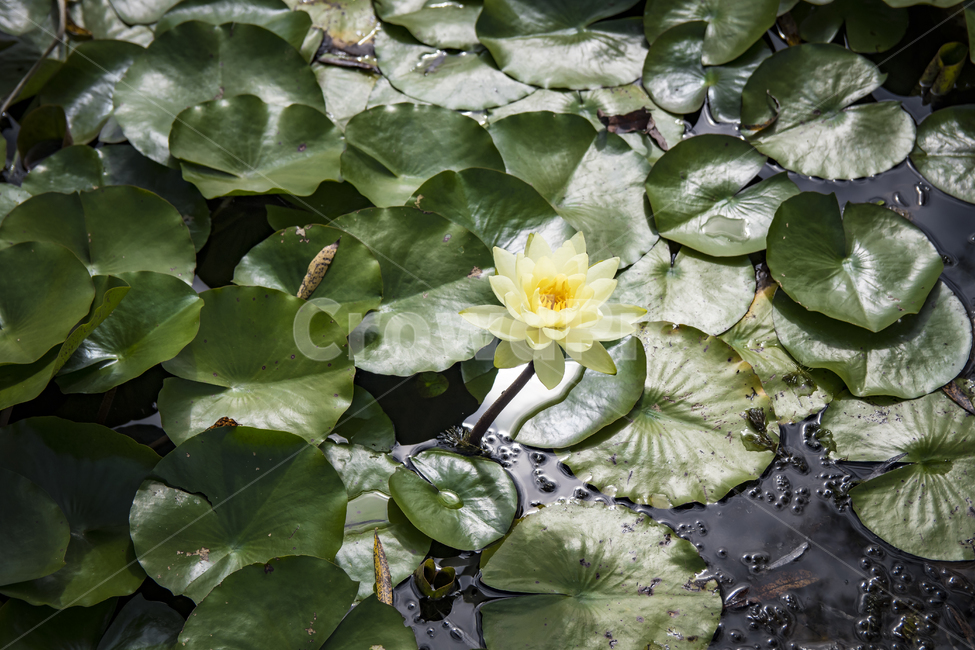 연꽃,연못,초록,식물,꽃,식물,자연,plants,nature,꽃,flower