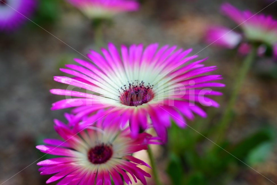 리빙스턴데이지,꽃,플라워,식물,자연,봄,5월,flower,nature,spring,꽃사진,감성,감성사진,힐링,힐링사진,느낌,분위기,화사한,화사하다,밝은,밝다,싱그러운,싱그럽다,싱싱하다,싱싱한,순수,순수하다,순수한,깨끗한,깨끗하다,깨끗,feel,feeling,식물,자연,plants,nature,꽃,flower