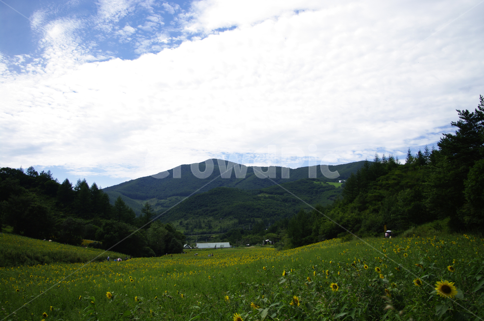 해바라기,꽃밭,하늘,구름,풍경,자연,풍경,nature,landscape,grassland,목초지,outdoors,옥외,field,들,farm,농장,rural,농촌