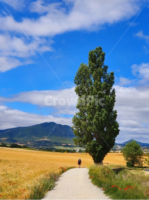 plant,식물,tree,나무,treetrunk,순례실,순례자,pilgrim,spain,스페인,산티아고순례자의길,자연,풍경,nature,landscape,해외,외국,세계,foreign,oversea,world,나무,trees,wood,tree trunk,나무 줄기