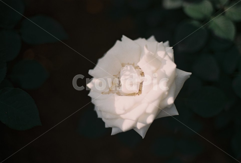 꽃,flower,장미,rose,자연,nature,필름사진,필름,film