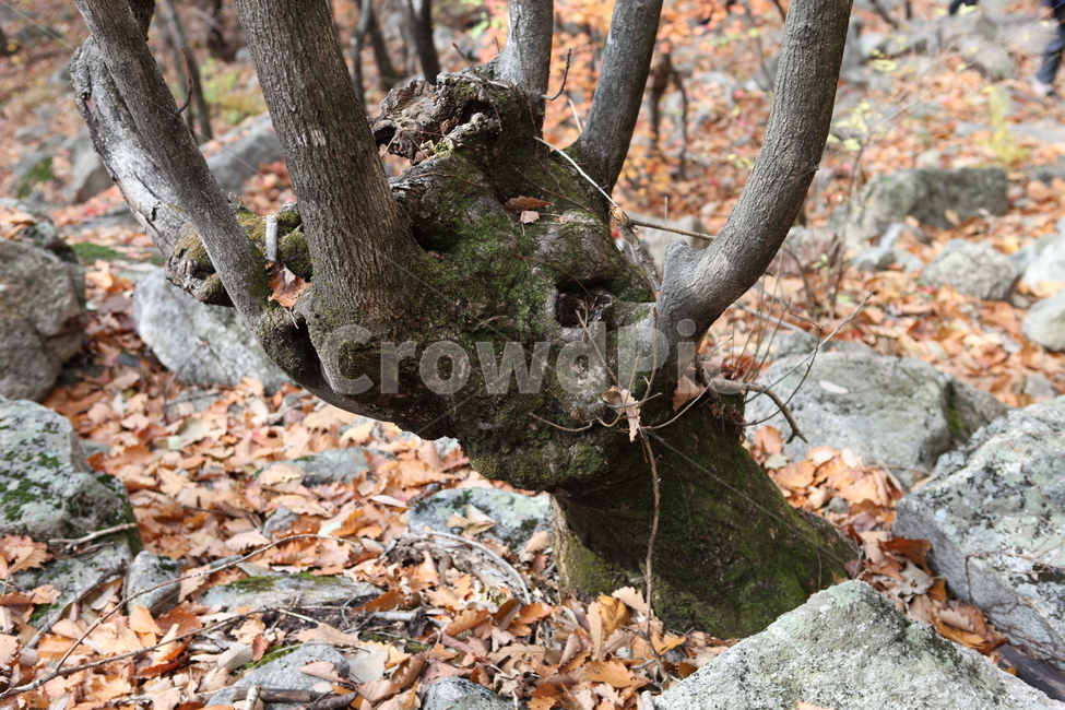 나무,세월,이끼,가을,숲,가을,계절,fall,autumn,season,식물,자연,plants,nature,나무,trees,wood,tree,plant,tree trunk,나무 줄기