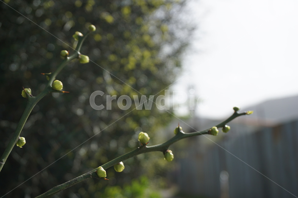 봄,4월,탱자나무,탱자나무가시,새순,연두색,녹색,골목길,봄,계절,spring,season,식물,자연,plants,nature,sprout,새싹,bud,싹,blossom,꽃,plant,flower