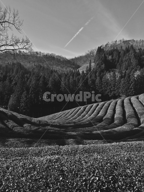 흑백,보성,녹차,녹차밭,산,광활,자연,풍경,nature,landscape,한국자연풍경,한국자연경관,korea nature landscape,흑백,모노톤,monochrome,black and white,산업,industry,industrial,농업,농사,agriculture,farming,farming industry,outdoors,옥외,plant,식물,tree,나무,abies,아비,fir,전나무