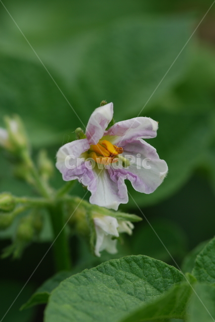 식물,꽃,flower,감자,감자꽃,작물,식용작물