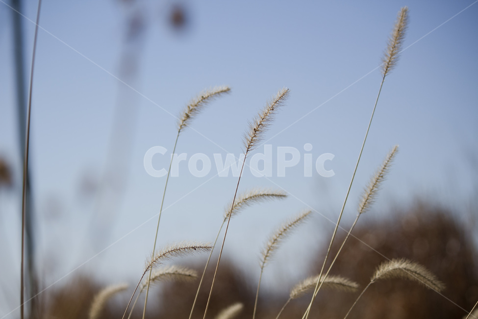 강아지풀,겨울,풍경,풀,개꼬리풀,길거리,식물,겨울풍경,겨울풀,가을,계절,fall,autumn,season,식물,자연,plants,nature,grass,잔디,plant,lawn
