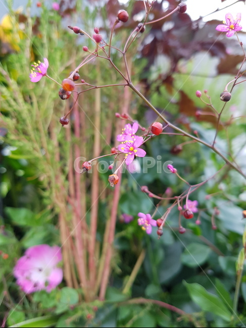 식물,꽃,flower,blossom,봄꽃
