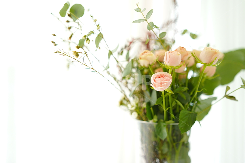 카페,꽃,장미,휴식,힐링,풍경사진,감성사진,사물,오후,landscape,flower,흰색,white,식물,꽃병,식물,자연,plants,nature,꽃,flower,실내용화초,화분,화초,house plant,감성,sensible,feeling,인테리어,실내디자인,interior design
