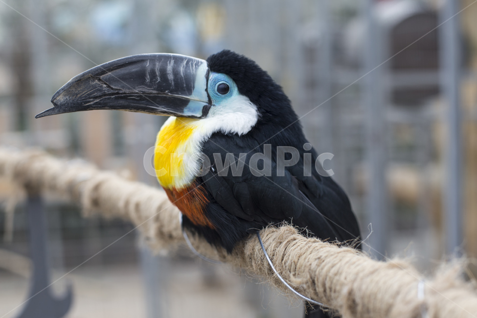 새,조류,투칸,토코투칸,큰부리새,동물원,버드파크,동물,animal,조류,새,birds