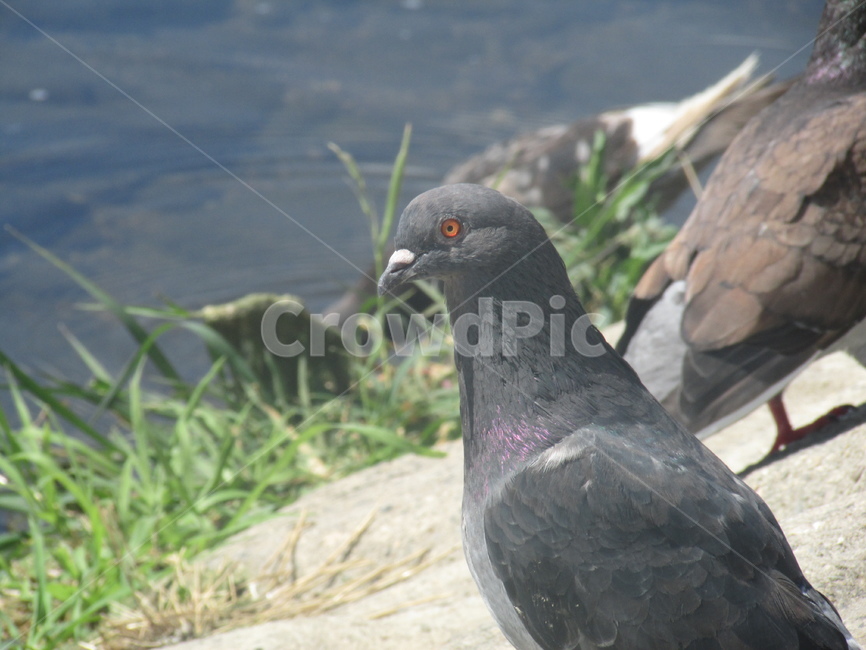 새,비둘기,bird,동물,animal,동물,animal,조류,새,birds