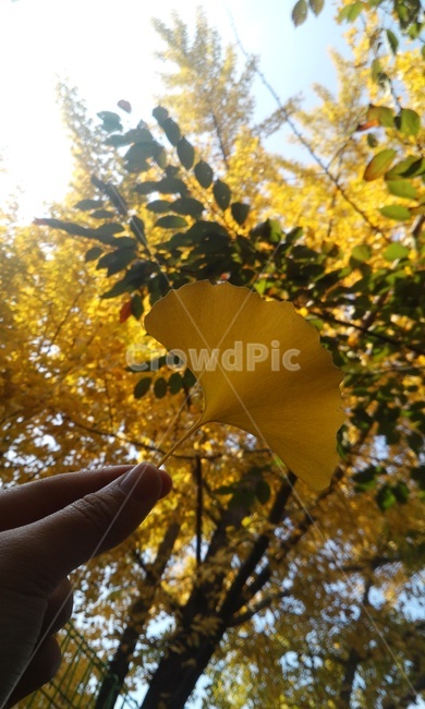 가을,autumn,あき,은행잎,leaf,yellow,가을,계절,fall,autumn,season,plant,식물,잎,tree,나무