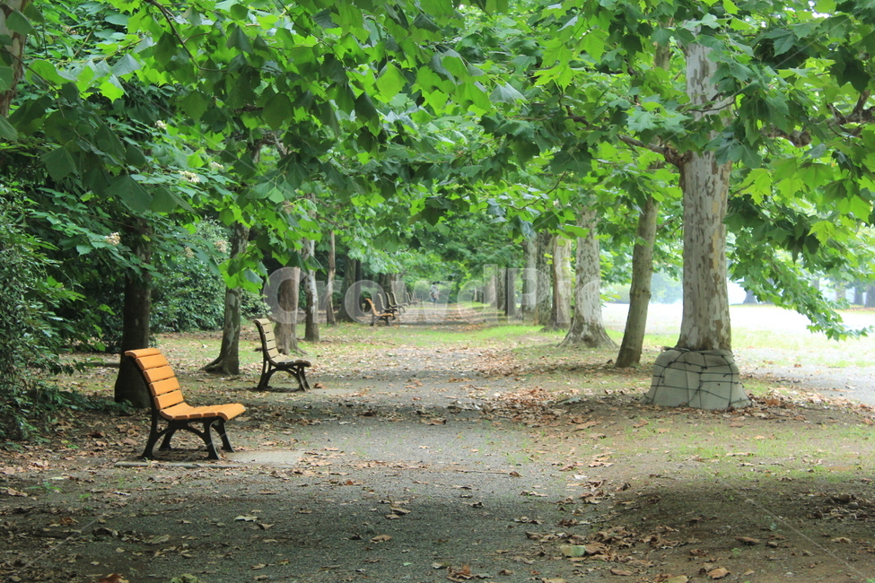 가로수,벤치,여름,평화,산책,한적,한산,길,낙엽,공원,자연,풍경,nature,landscape,한국자연풍경,한국자연경관,korea nature landscape,bench,furniture,가구,plant,식물,tree,나무,tree trunk,나무 줄기