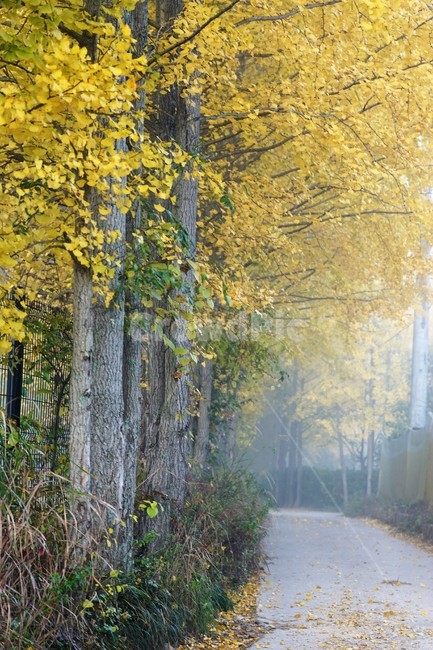 가을,은행나무,단풍,낙엽,나무,자연,식물,풍경,안개,자연풍경,감성,nature,fall,autumn,trees,yellow,은행나무길,green,가을,계절,fall,autumn,season,tree,plant