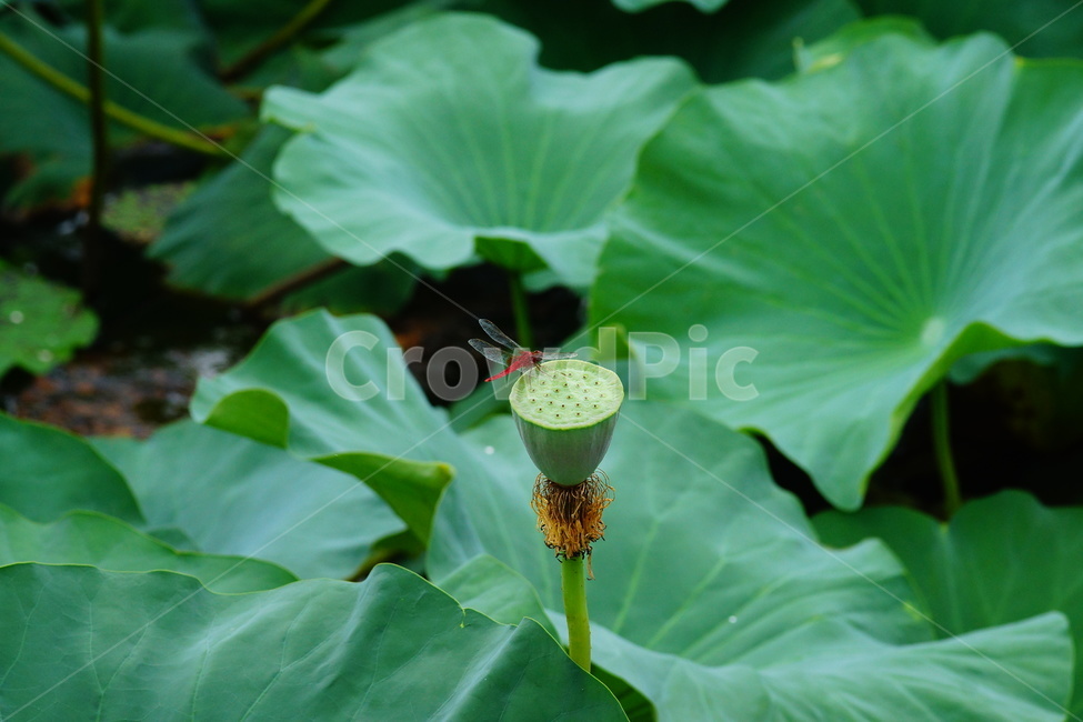 flower,plant,식물,blossom,pondlily,연꽃,연못백합,lily,꽃,잠자리,식물,자연,plants,nature